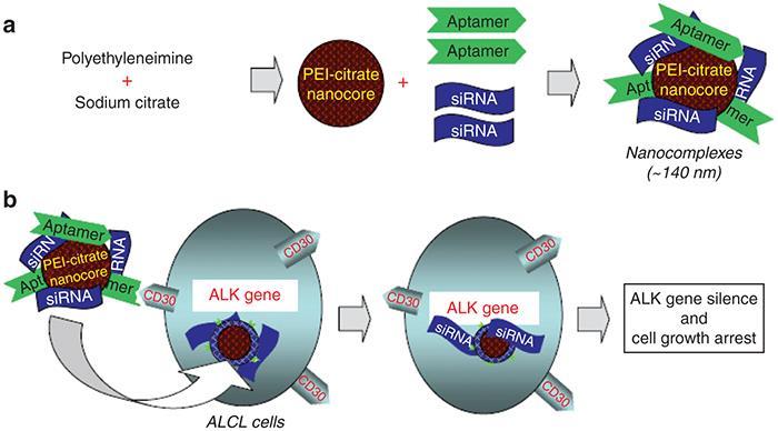 Development of a tumor cell type-selective and cancer gene-specific nanocomplex for ALCL cells.