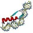 Natural L-protein Mirror image D-protein ligand