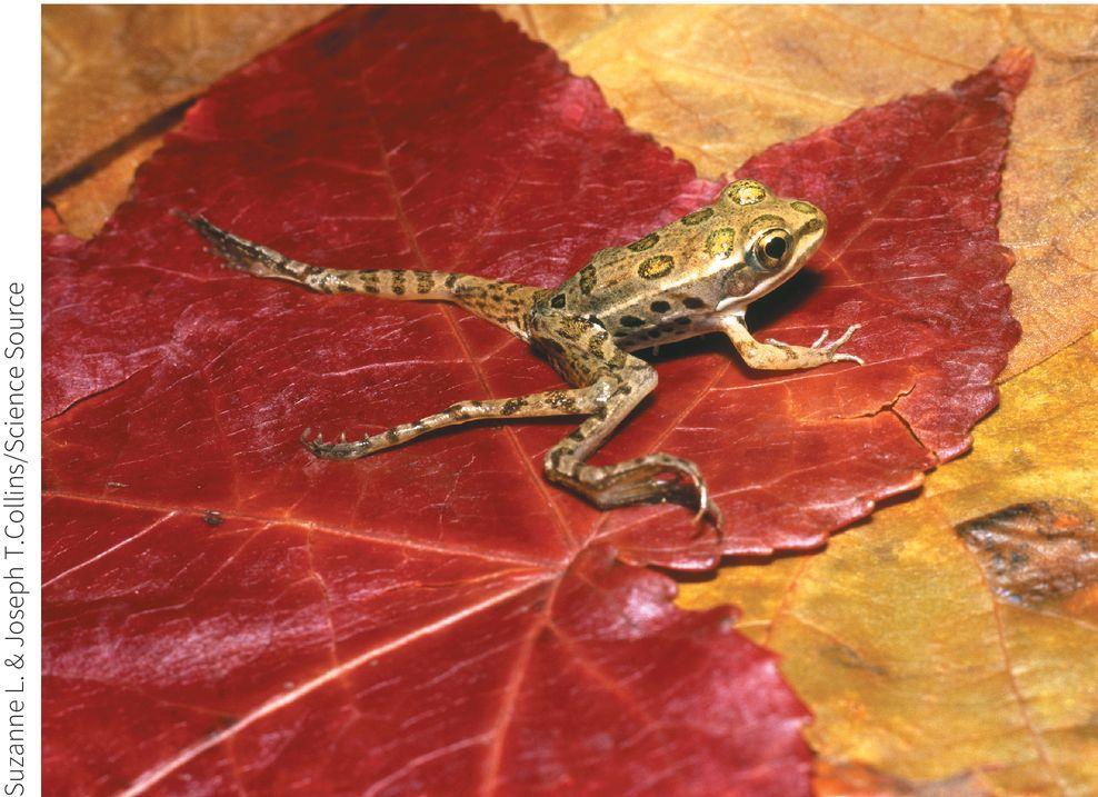 Case-In-Point: Disappearing Frogs Amphibians are indicator species 168 Amphibian species have gone