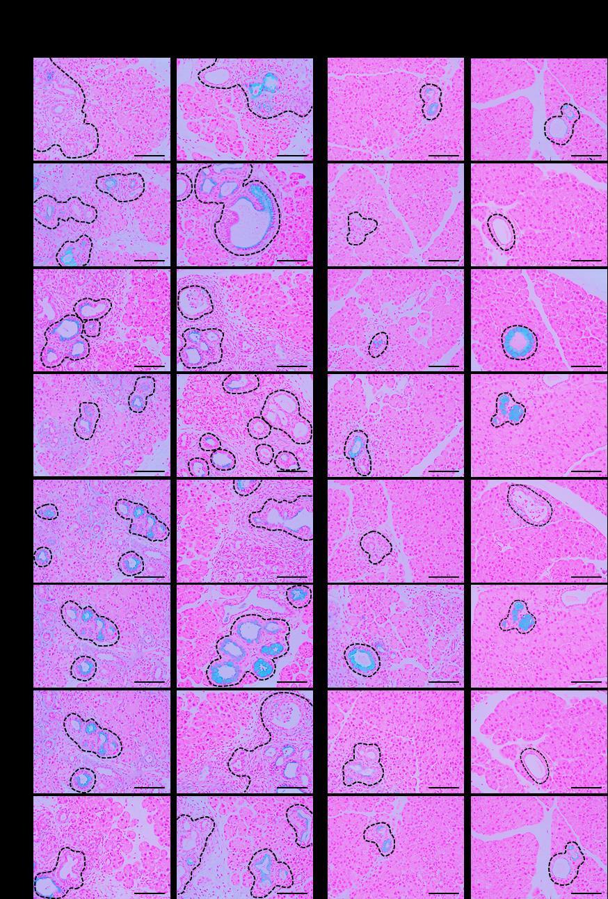 Supplementary Figure 5 Supplementary Figure 5 Alcian blue staining corresponding to