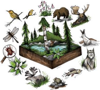 BIODIVERSITY The number and variety of species in an ecosystem In Canada, biodiversity includes over 71,000 species of