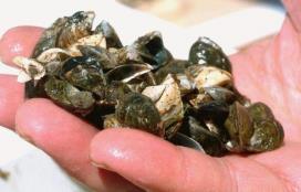 Zebra mussels in SK Northern Snakehead 1. Medicinal WHY SAVE SPECIES AT RISK?