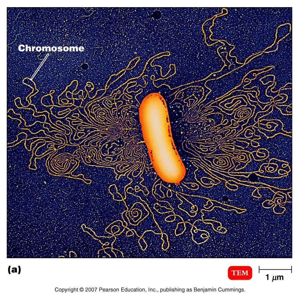 chromosome.