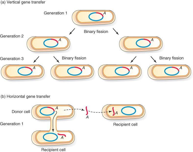 Horizontal vs Vertical Gene Transfer Vertical transfer to the next