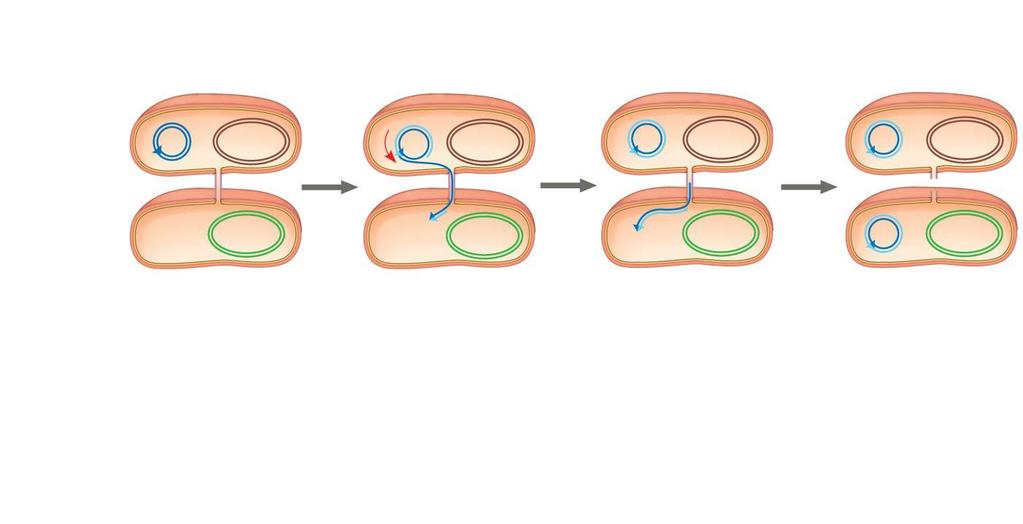 Bacterial Conjugation F plasmid F + cell (donor) Bacterial chromosome F + cell Mating bridge F cell (recipient) Bacterial chromosome F + cell 1 One strand of F + cell plasmid DNA breaks at arrowhead.