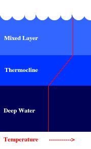 Temperature: thermocline Epipelagic zone: sunlight zone, water is warmer mixed by winds and waves. Thermocline: transition layer between warmer, mixed surface water and colder, deeper water.