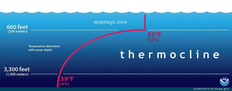 Temperature: thermocline Animals are adapted to specific temperature ranges: Endothermic (warm-blooded) or ectothermic (coldblooded)