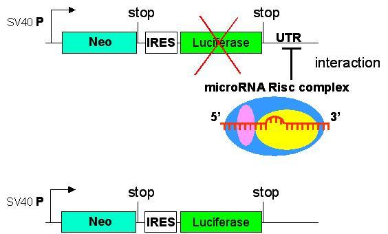 Introduction MicroRNAs (mirnas) are important regulators for target mrna stability and translation.