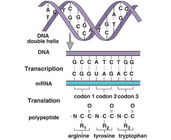 The process of decoding the mrna and turning it into a