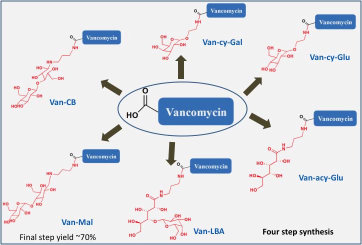 Development of Vancomycin-Sugar Conjugates V.
