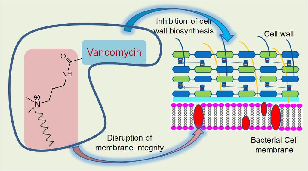 Invention-2: Introducing New Membrane Active Mechanism of Action Membrane active vancomycin analogues bearing permanently positive charged lipophilic moiety Increasing the cationic charges in the