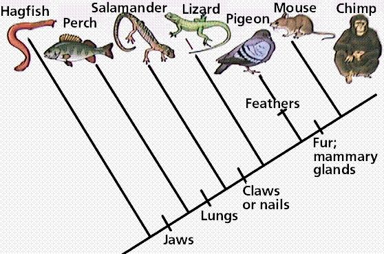 Looking at Figure 10 below, note how the gill slit folds have change from the fish to the reptile, bird, and human.