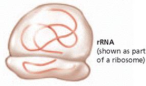 Types of RNA Carries the DNA Makes