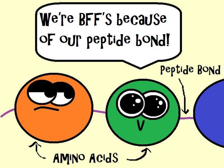 1. Proteins are also called polypeptides (many peptide bonds) 2.