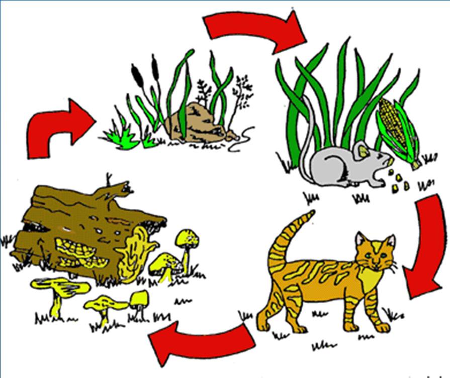 Food Chains and Food Webs Producer: living organisms that take non-living matter (like minerals and gases) from the environment and use them to support life (Example: plants).
