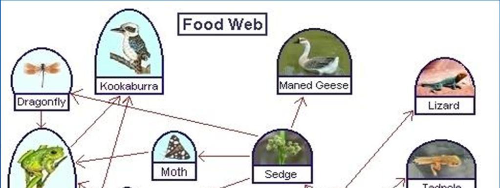 When you read a food chain or food web, the