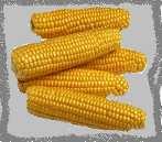 Corn Starch Glucose Glycerol PDO