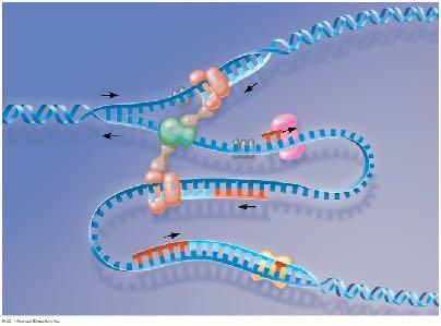 DN polymerase replisome DN polymerase III (x) β-clamp - sliding clamp DN helicase trombone model Parental DN onnecting protein DN