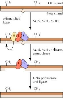 coli - identified by methylated adenine residues in sequence on parental MutS -
