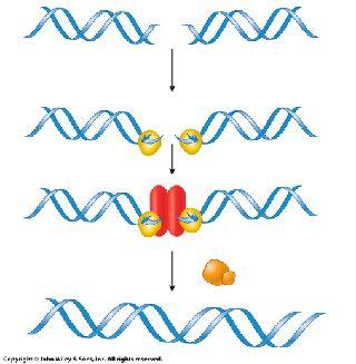 detected by Ku Ku recruits protein DN-PKS DN-PKS interacts with proteins which bring