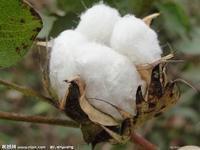 1 China cotton consumption will continue to grow in the future, but the growth rate will slow down. China has huge textile processing ability.