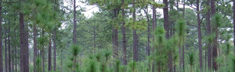 Why Longleaf Pine and Carbon?