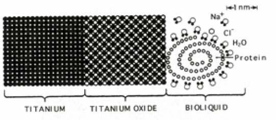 Metals used in medicine Ti alloys The TiO 2 surface can