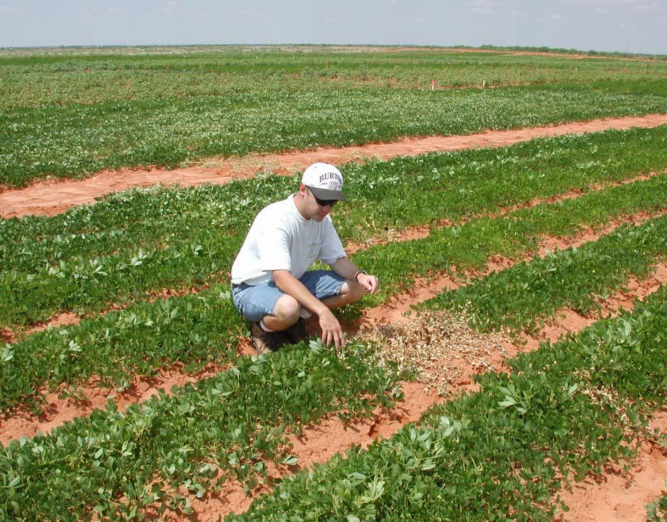 SDI peanuts with cotton in the background, Gaines County, 2002.