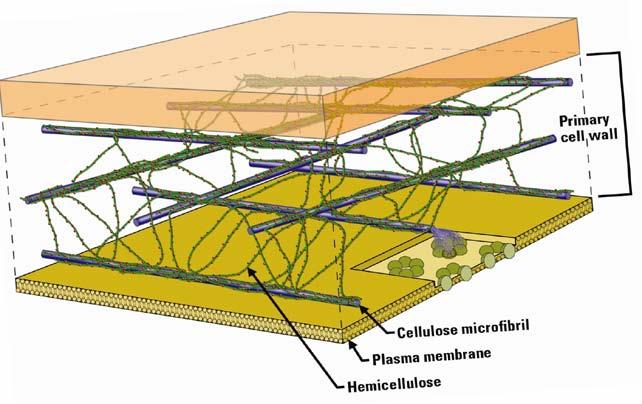 Structure of Biomass Cellulosic biomass is highly recalcitrant.