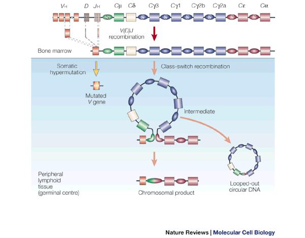 Post-selection (antigen stimulation): antibody improvement and functional diversification Nature Reviews