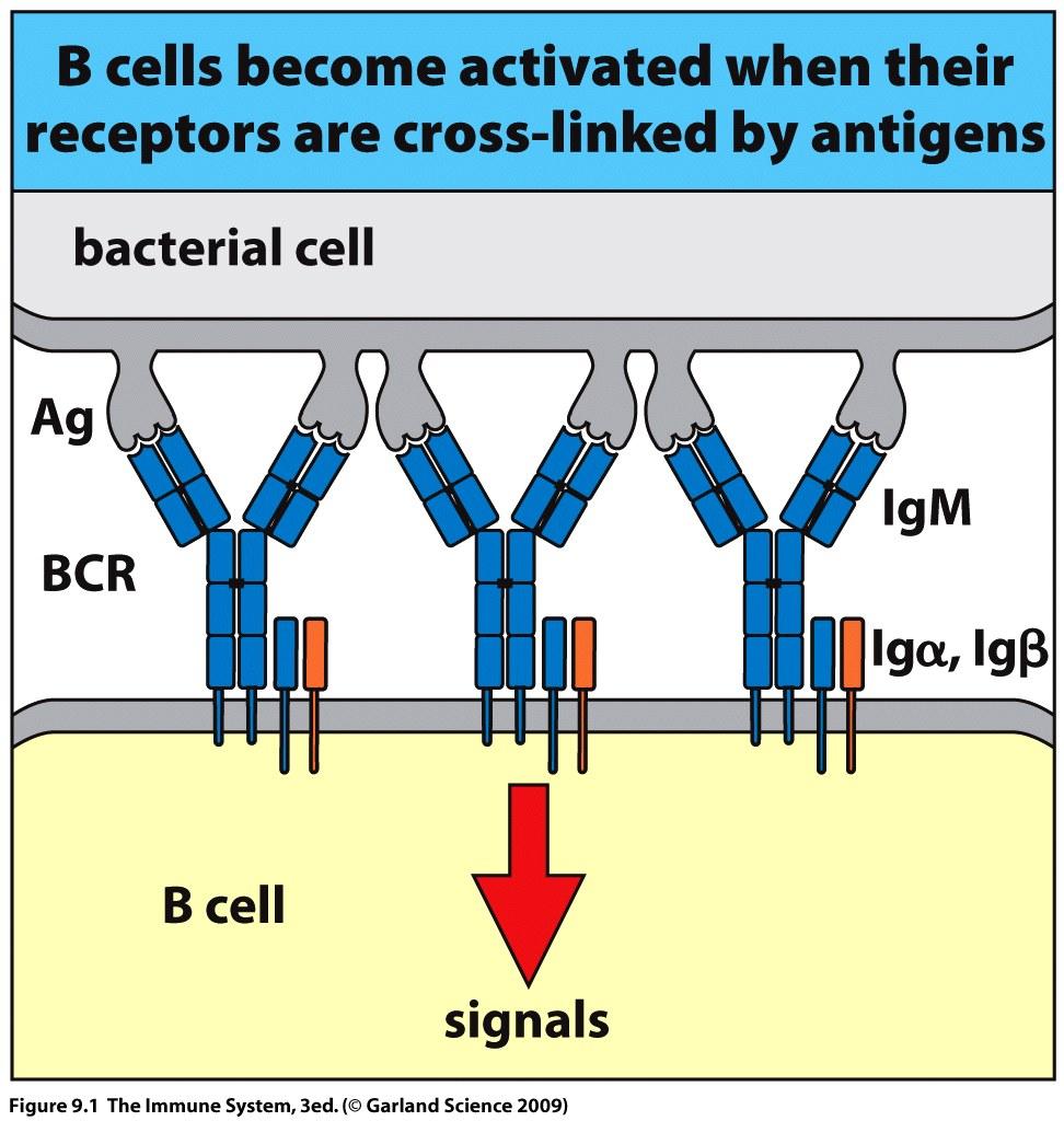 Agenda Immunity Mediated by B cells and Antibodies Chapter 9 Parham Rob Roovers Antibody production by B lymphocytes Surface immunoglobulin and co-receptor Activation by CD4 T cells IgM secretion