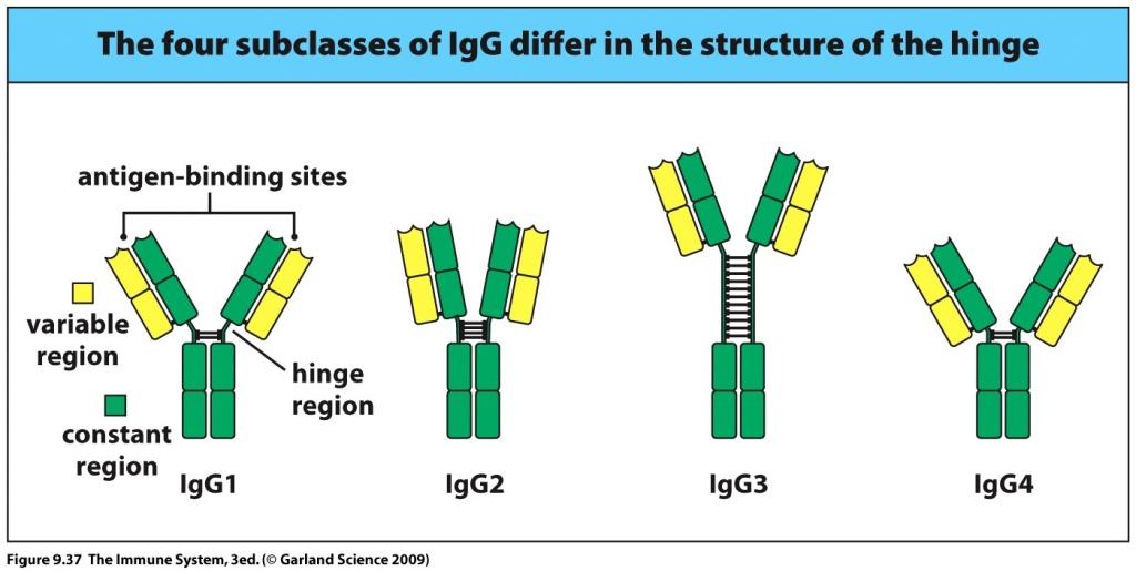 receptor to Fc IgG1 intermediate in flexibility, protease sensitivity and complement activation IgG2 has hinge with 4