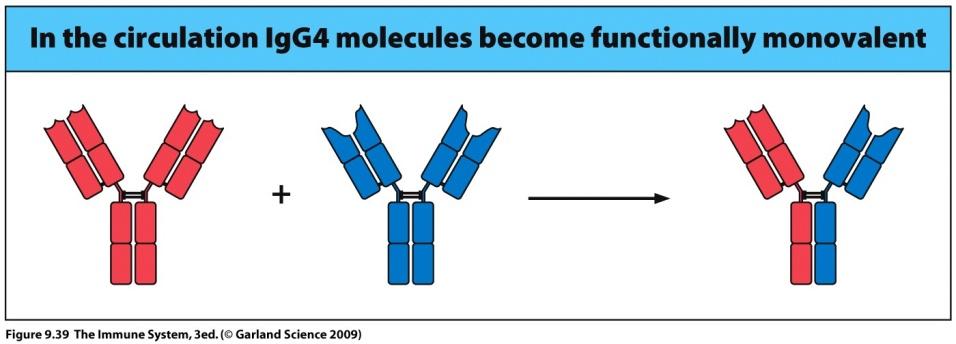 surface microorganisms (T1 Ags) Hinge is linear structure susceptible for cleavage by proteases IgG3 contains long