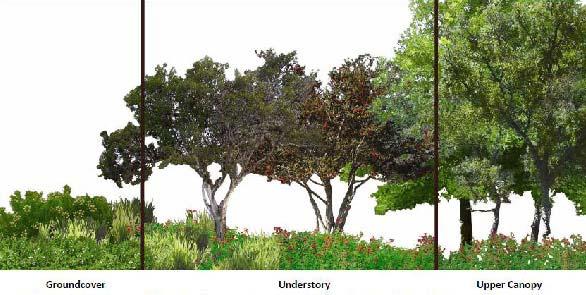 Figure 4: High cover and structural diversity of groundcover understory, and canopy vegetation is an indication of high species diversity, increased sediment retention, adequate wildlife habitat and