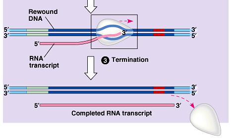 only transcribes r genes polymerase I I