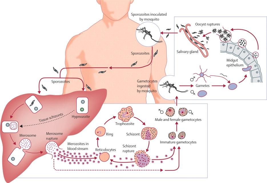 Plasmodium vivax : Unique Challenges Liver Dormancy = Relapsing Infection