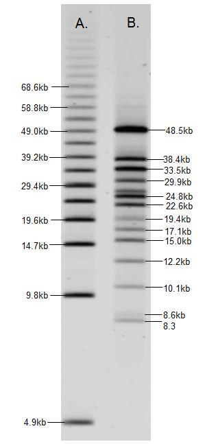 Figure 3. DNA Markers A. Bio-Rad CHEF DNA Size Standard 5 kb B. Bio-Rad CHEF DNA Size Standard 8-48 kb 5. Run the CHEF Mapper XA. a.