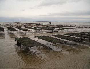 Nutrient loads and aquaculture Aquaculture and nutrients: an ambivalent
