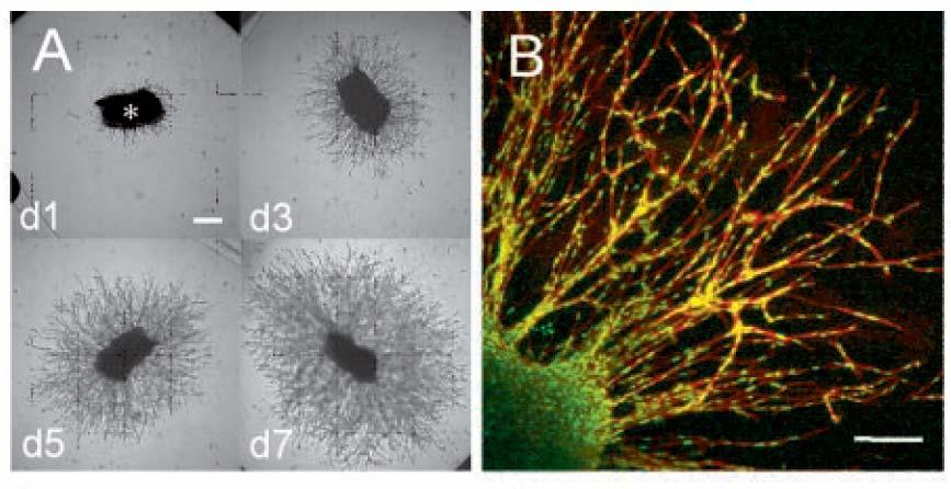 (A) Fibroblasts radially invaded the adhesive and MMP-sensitive synthetic hydrogel matrix (bar = 250 µm). (B) Migration of spindle-like-shaped fibroblasts occurred in a cohort manner (bar = 150 µm).