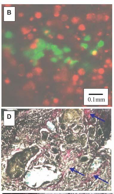 II. biohybrid hydrogels examples particles could be loaded with growth factors structural scaffold: