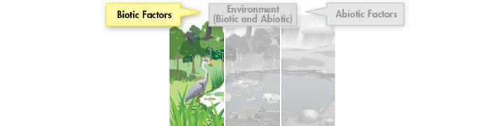 Biotic Factors A biotic factor is any living part of the environment with which an organism might interact. -including animals, plants, mushrooms and bacteria.
