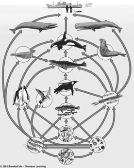Humans Crabeater seal Blue whale Killer whale Sperm whale Elephant seal Food web Complexity Leopard seal