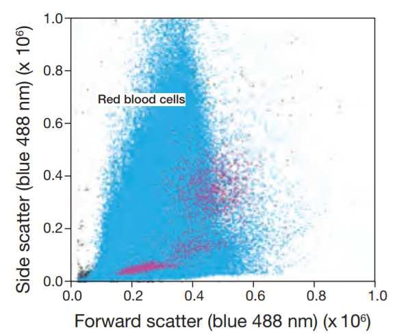 Results WBC detection in whole
