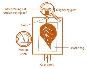 Measuring Plant Water Status The Pressure Bomb