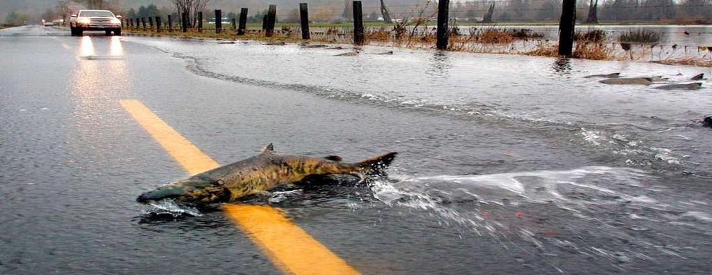 Asset Management in a Changing World or by fish crossing the road!