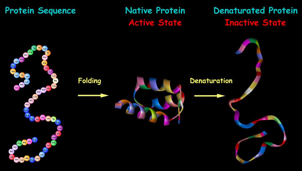 Importance of Protein 3D Structures The formation of a protein in its biologically active form requires the folding of the protein into a