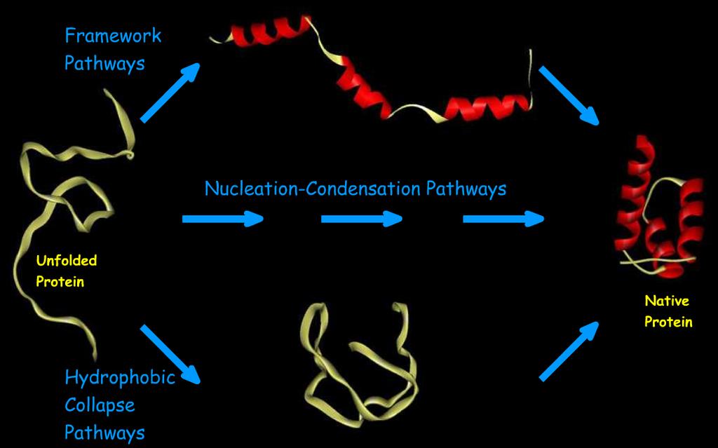Mechanisms of Protein Folding Many intricate mechanisms were put forward to describe simple pathways of protein folding.