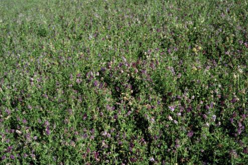 Alfalfa 540-680 mm Issues: High water use forage: deep perennial roots, produces large biomass, and long growing season Peak daily water use 9 mm (late-june) First cut has greatest
