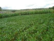 Cereal/legume intercrops Increased