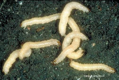 fall armyworm B) green cloverworm